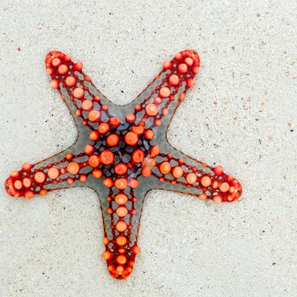 Foulards et écharpes légères - horizons boutique